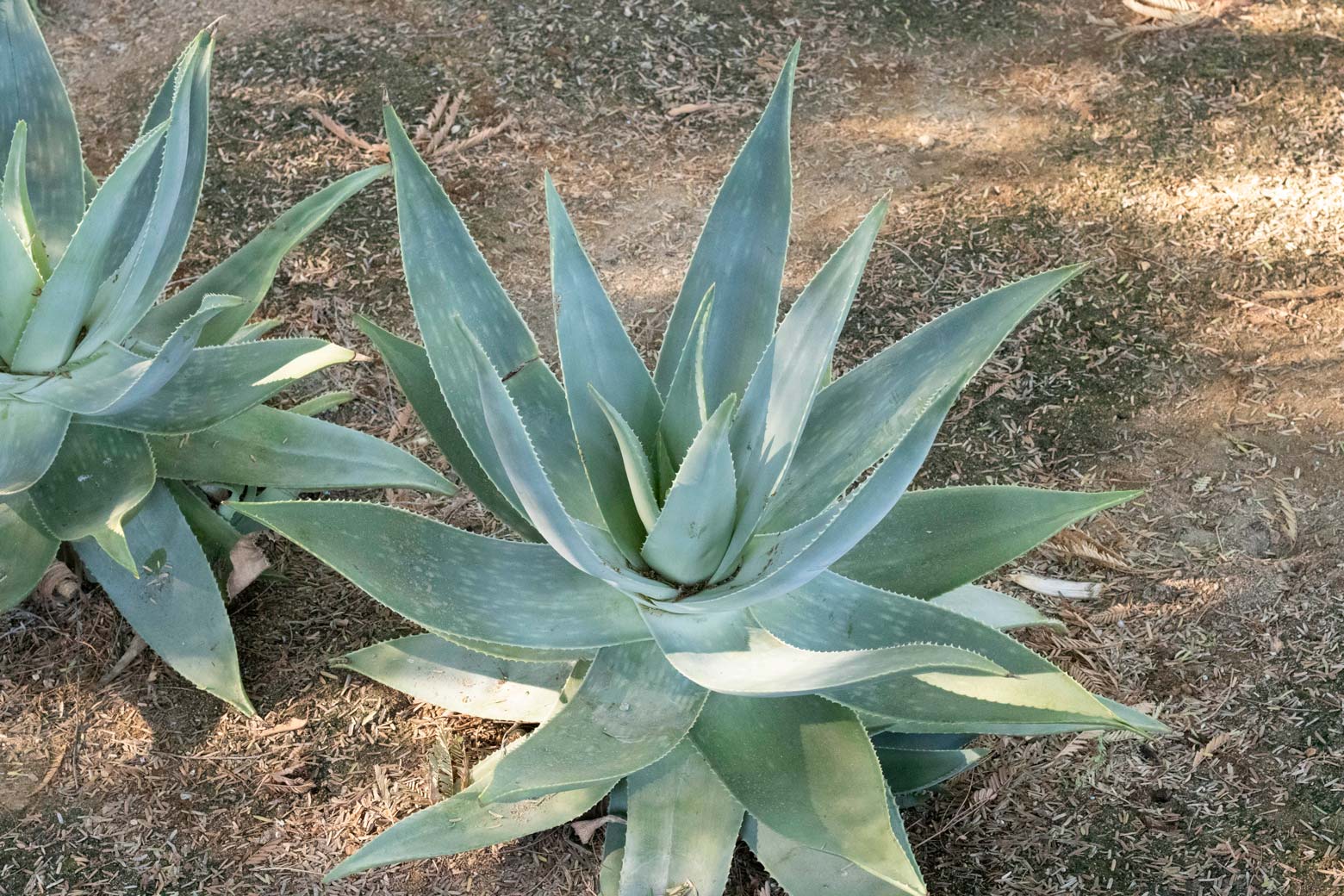 A single Ghose Aloe plant.