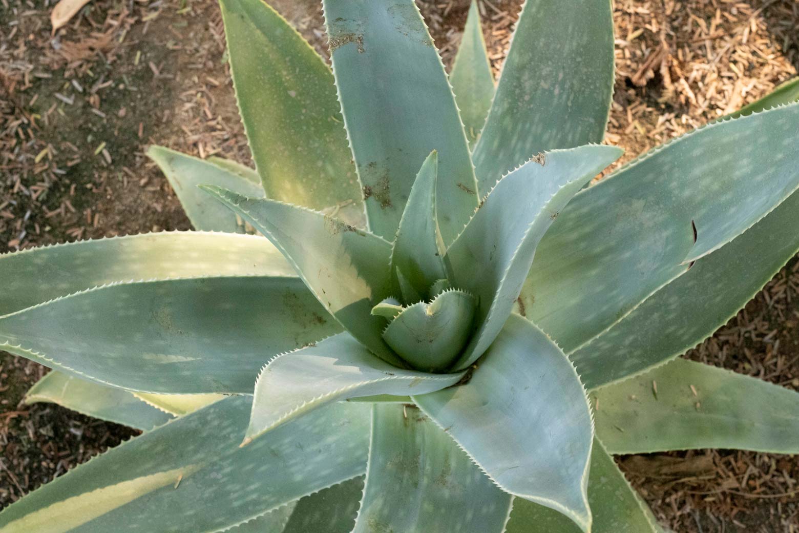 A top down view of the Ghost Aloe plant.