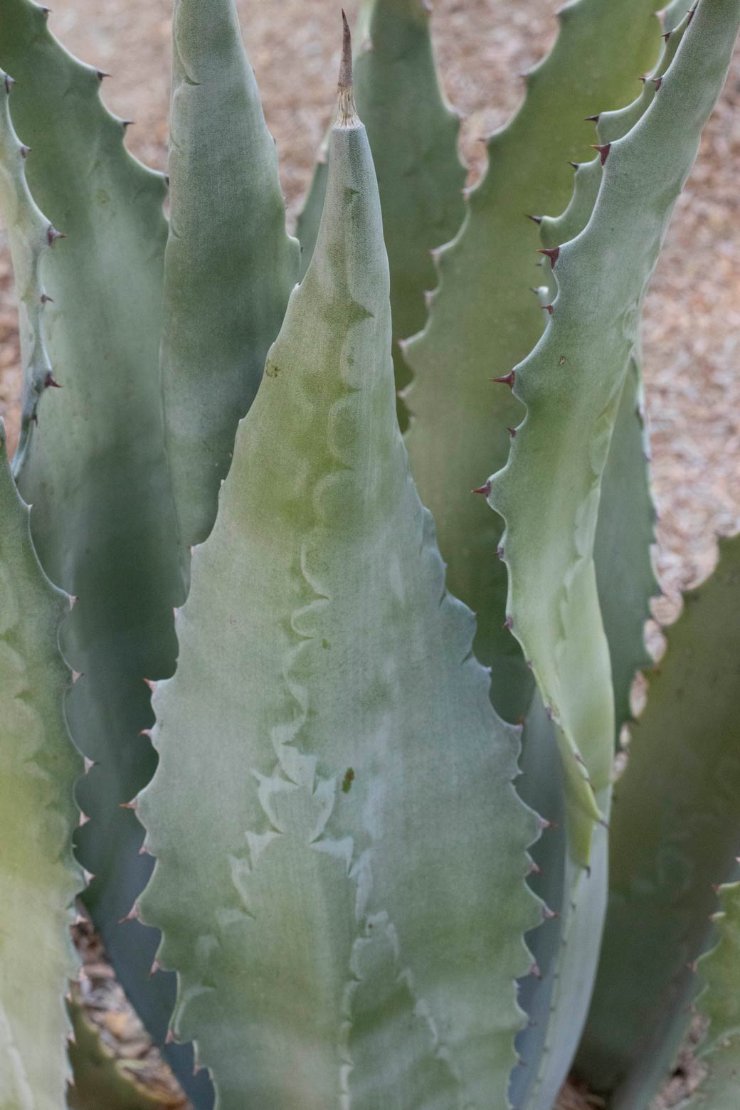 A close-up of Cowhorn agave.