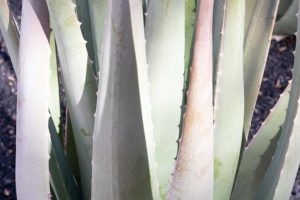 A close up of the leaves of Medicinal Aloe.