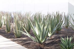 A group of Medicinal Aloe without blooms at the entrance to the Center and Gardens.