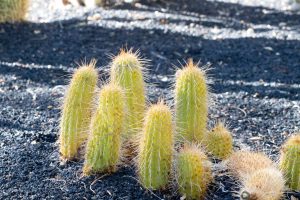 A group of small Torch cactus in the specimen bed.