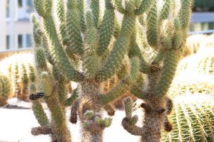 A Teddy Bear Cholla in the specimen bed at Sunnylands Center and Gardens.