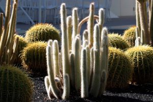 A Silver Torch cactus without blooms in the specimen bed.