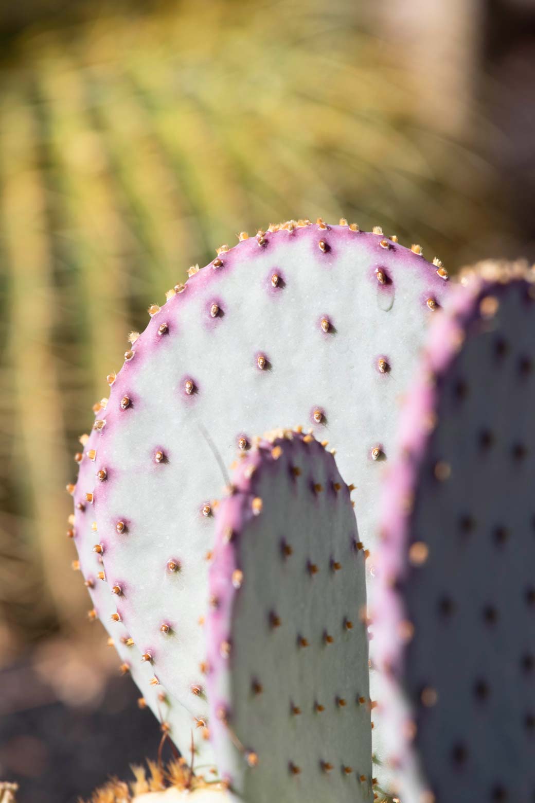 A close-up of the pads and spines of a Santa Rita cactus.