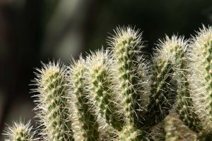 A close-up of the spines of the Teddy Bear Cholla.