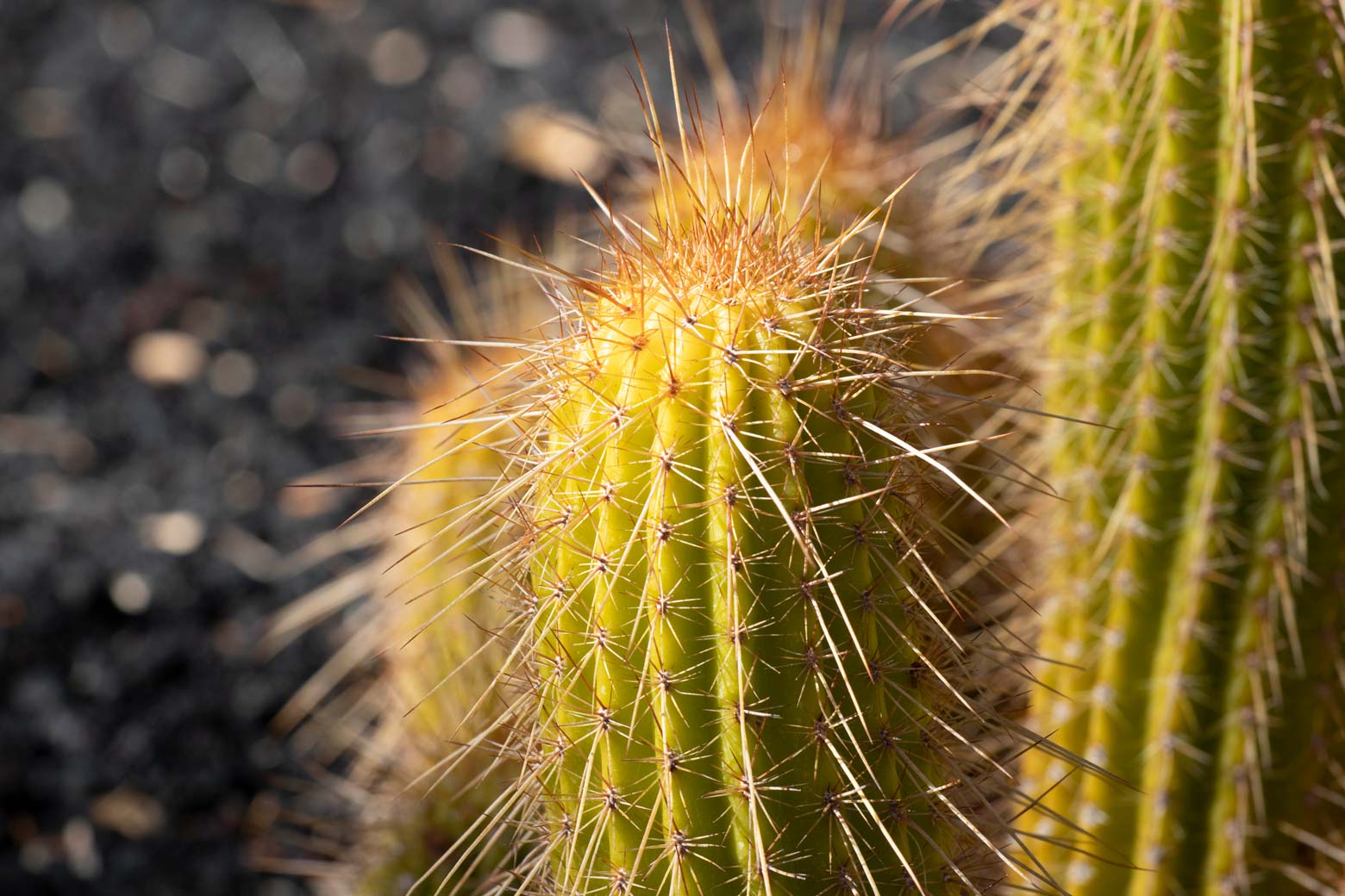 A close-up of Torch cactus.