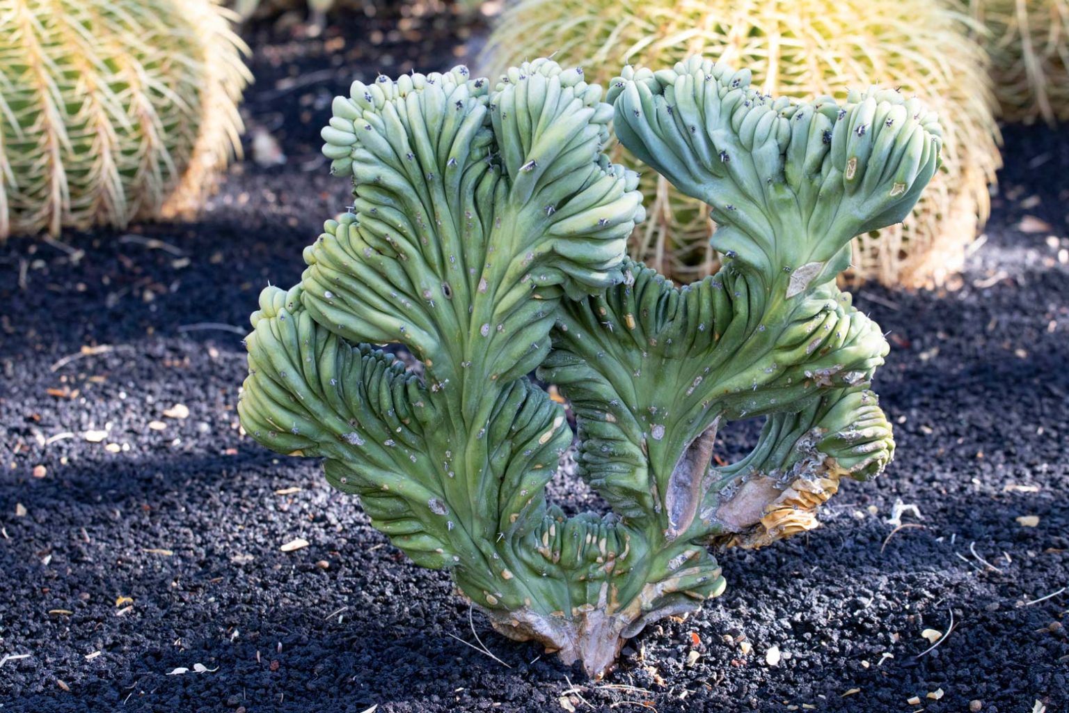 Crested Blue Flame - Sunnylands Art Garden