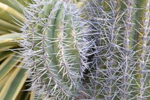 A small arm grows on the trunk of a Cardon cactus.