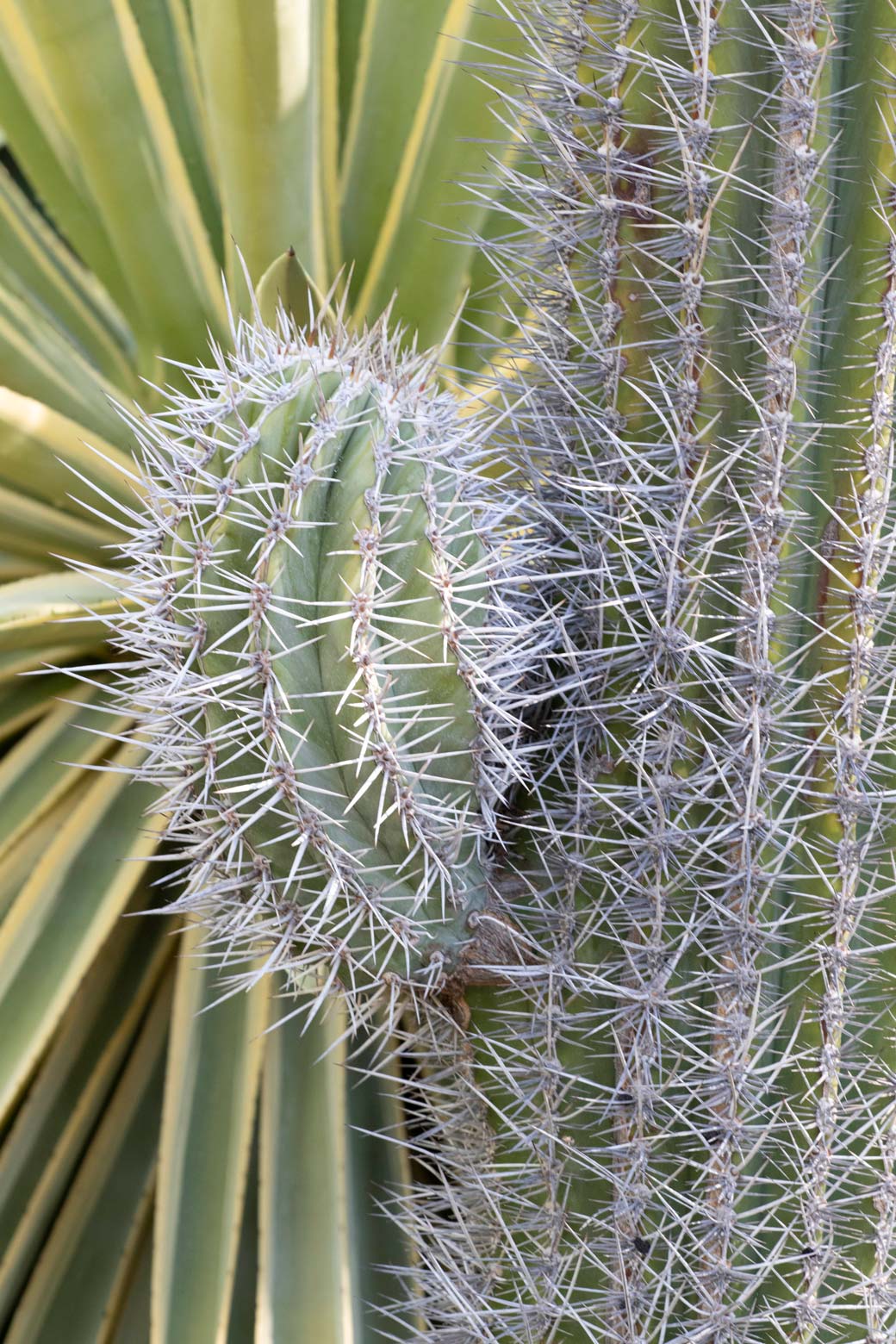 A small arm grows on the trunk of a Cardon cactus.