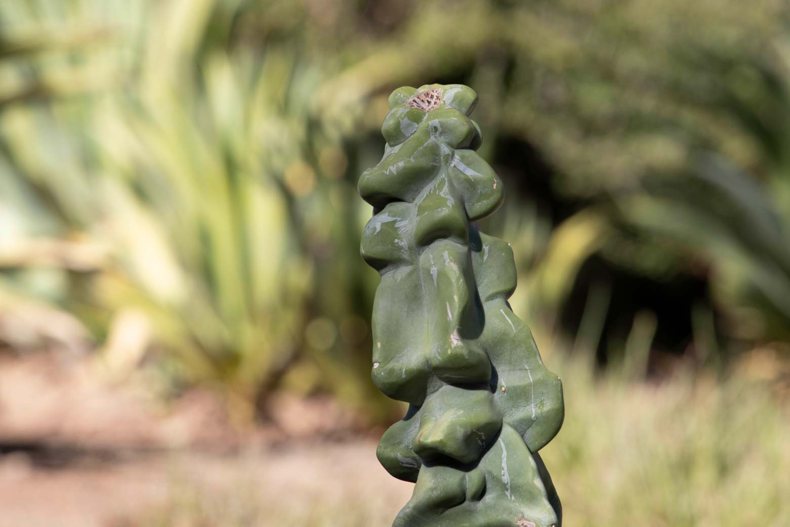 A close-up of a smooth Totem Pole cactus.