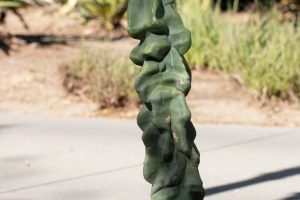 A Totem Pole Cactus in the specimen beds at Sunnylands Center and Gardens.