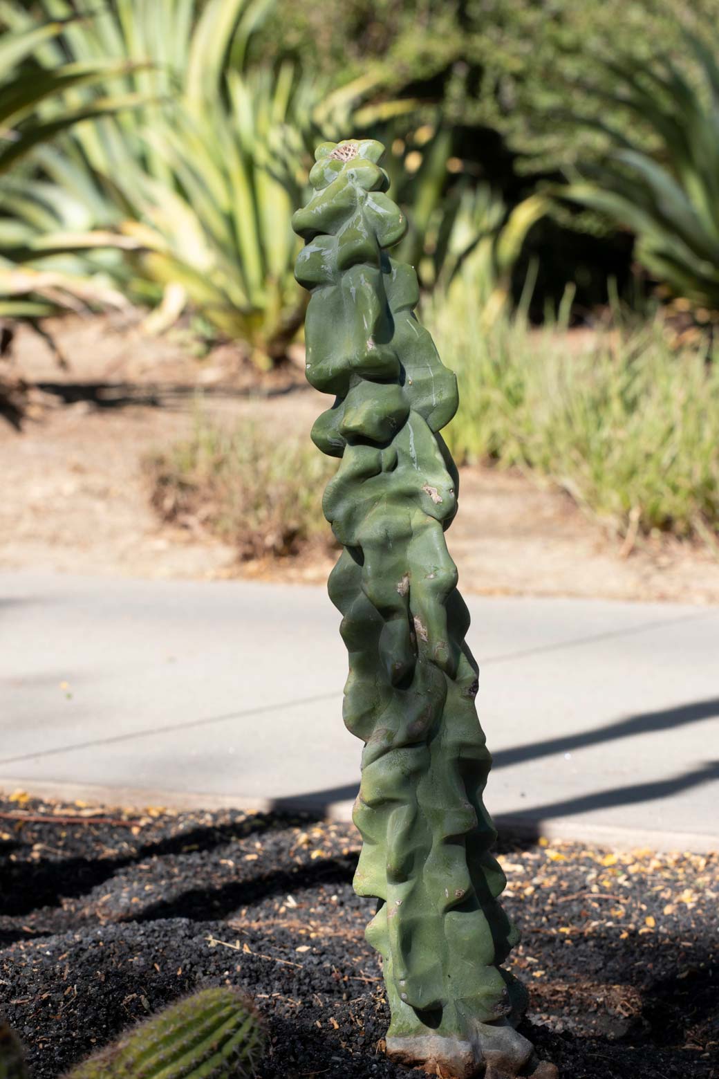 A Totem Pole Cactus in the specimen beds at Sunnylands Center and Gardens.