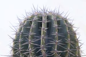 A close-up of the top of a Cardon cactus.