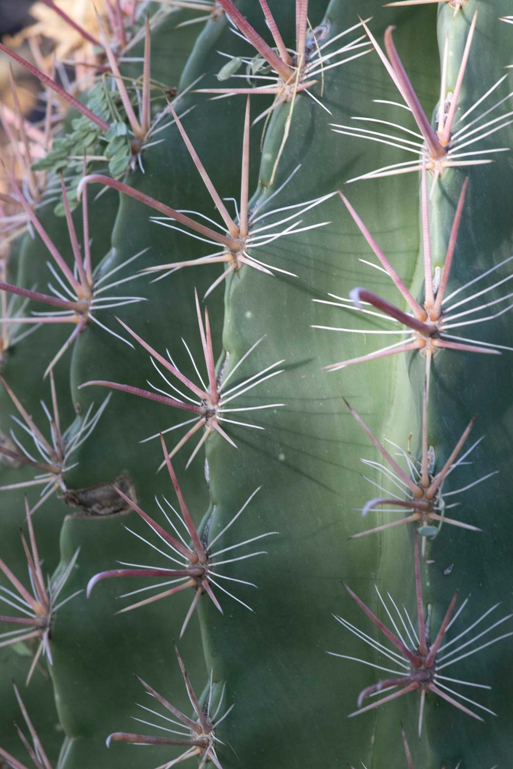 A close-up of the ribs and spines of the Fish Hook cactus.
