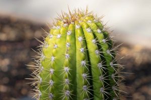 A close-up of the top of a Torch cactus.