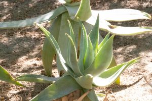 A profile view of the Ghost Aloe plant.