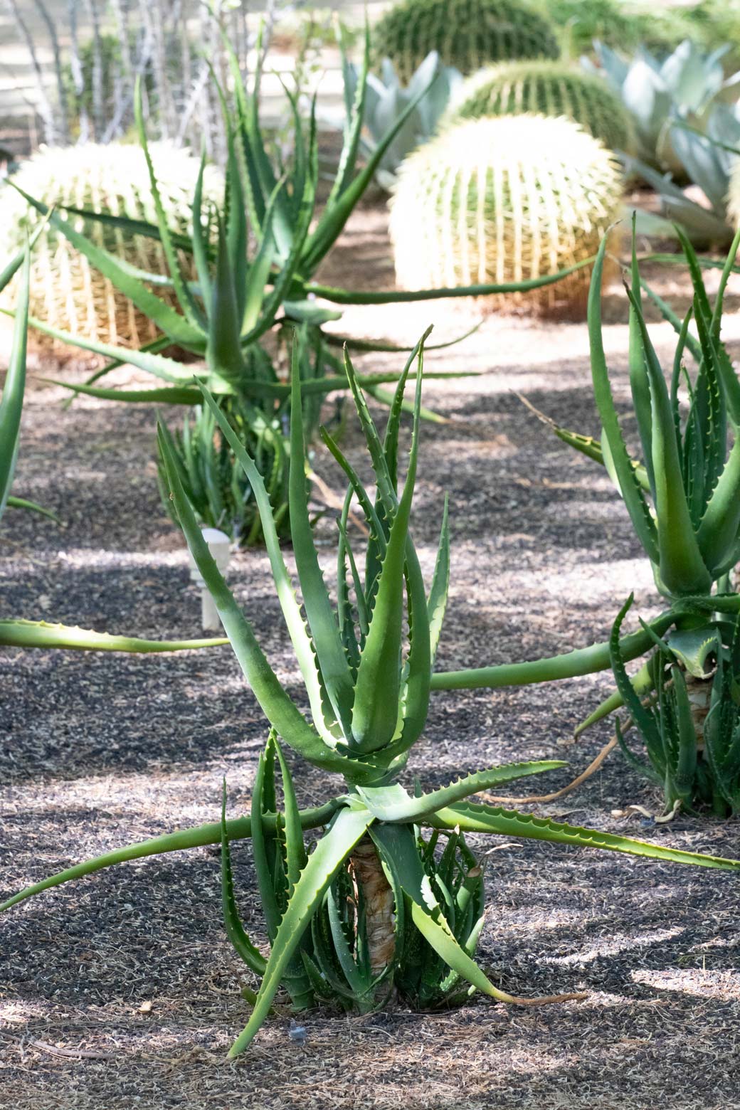 A grouping of Nubian Aloe.