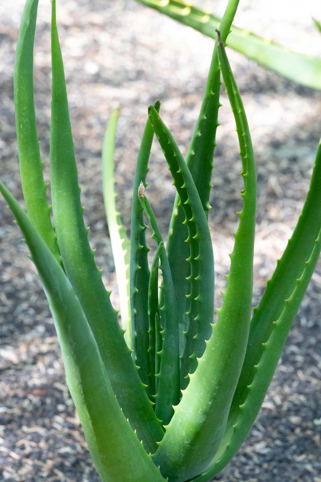 A close-up of the leaves of Nubian Aloe.