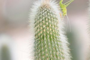 A grasshopper sits on the top of a Silver Torch cactus.