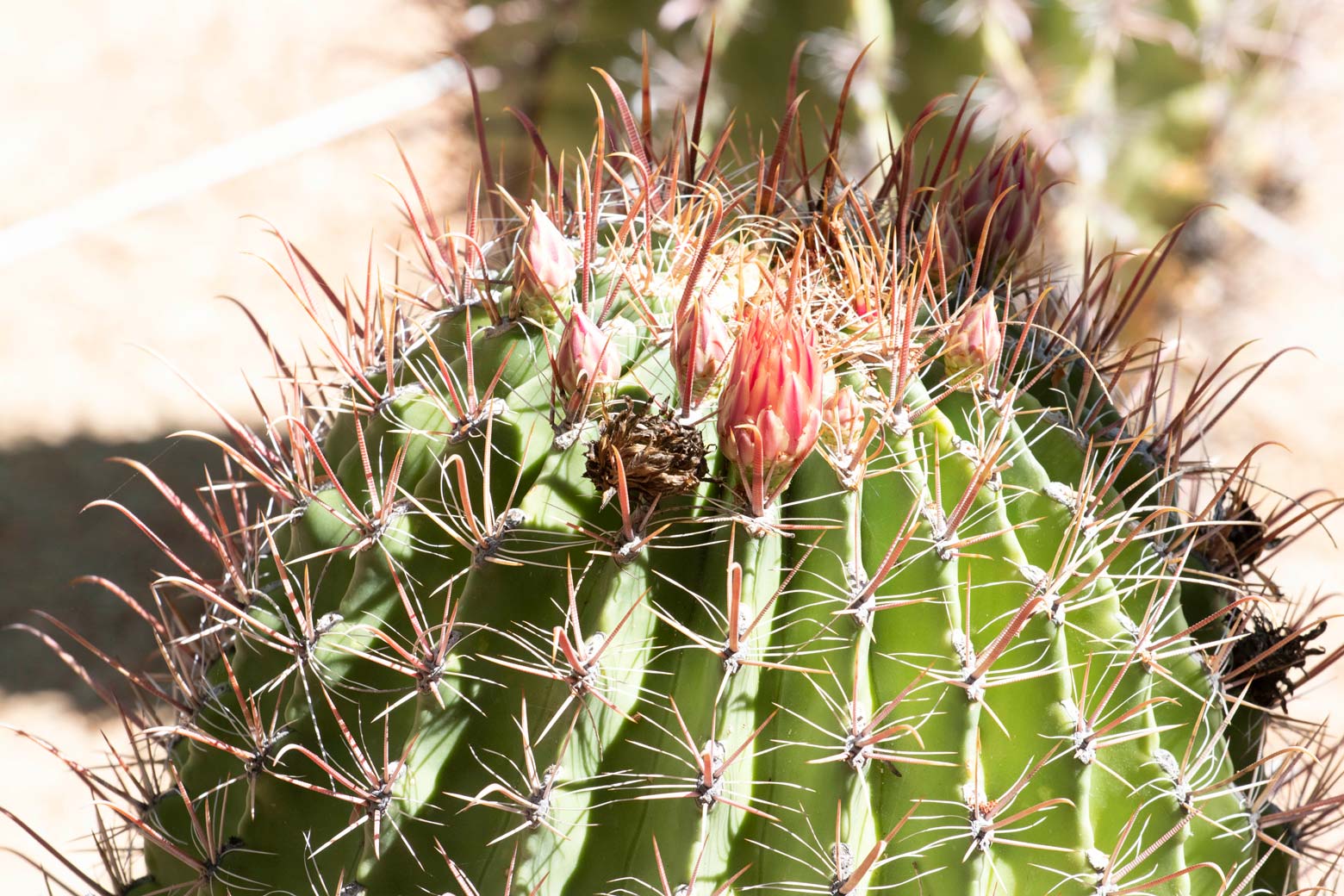 A close-up of the Fish Hook cactus with pink flowers.