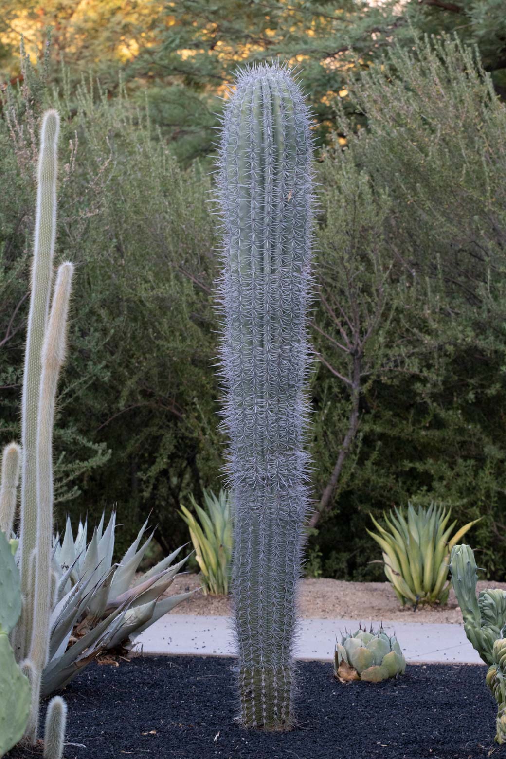 A Cardon cactus in the specimen bed.