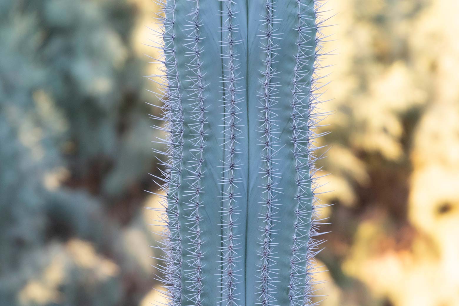 A close-up of the ribs and spines of a Cardon cactus.