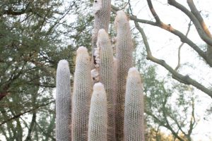 An Old Lady Cactus in the specimen bed at Sunnylands Center & Gardens.