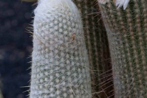 A close-up of the top of an Old Lady Cactus.