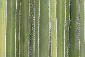 A close-up of the ribs and spines of a Fencepost cactus.