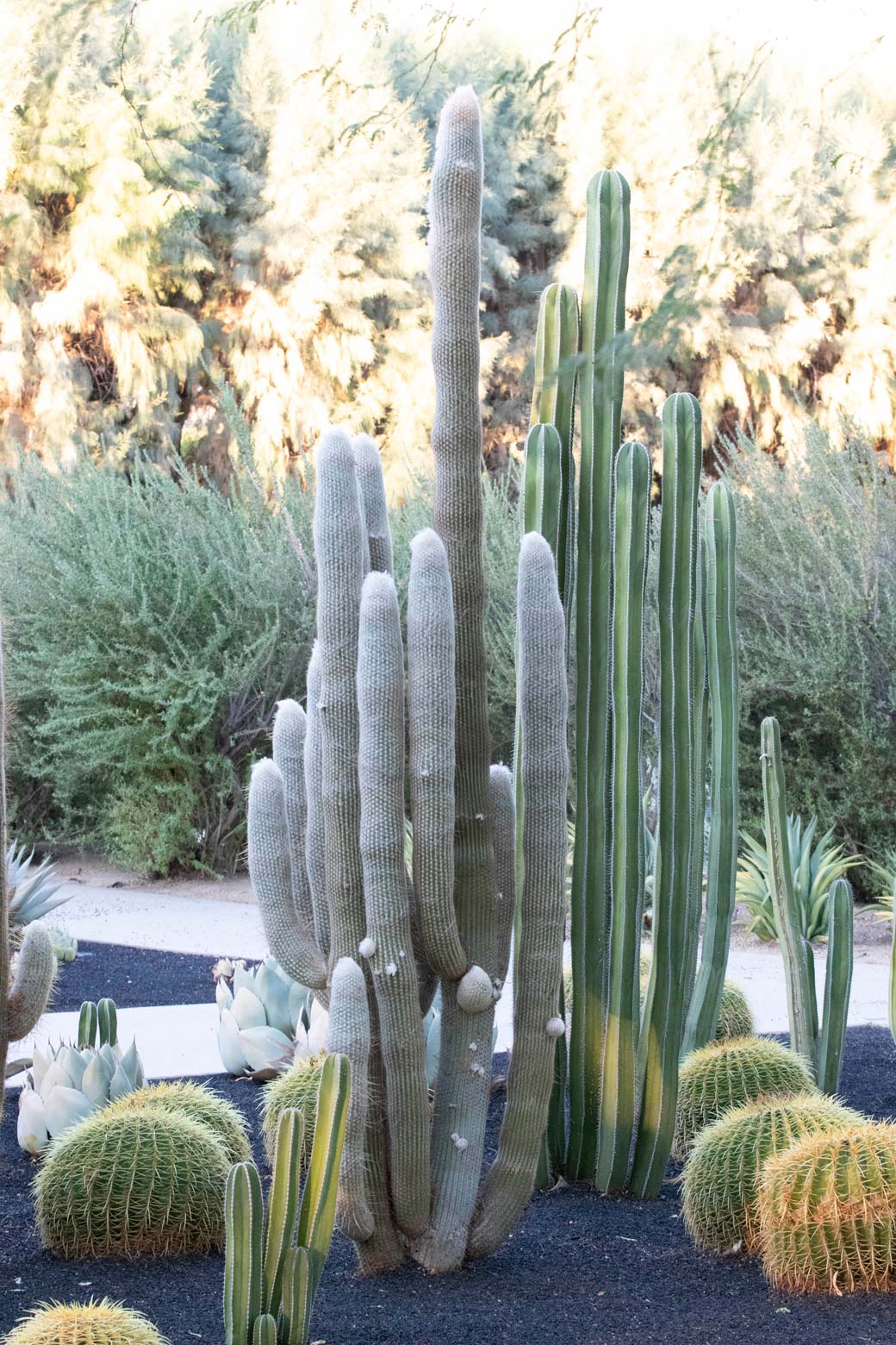 An Old Lady Cactus in the specimen bed at Sunnylands Center & Gardens.