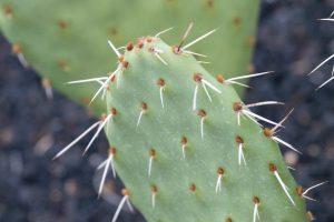 A close-up of the Engelmann's Prickly Pear.
