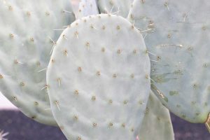 A close-up of the spines of a Prickly Pear cactus.