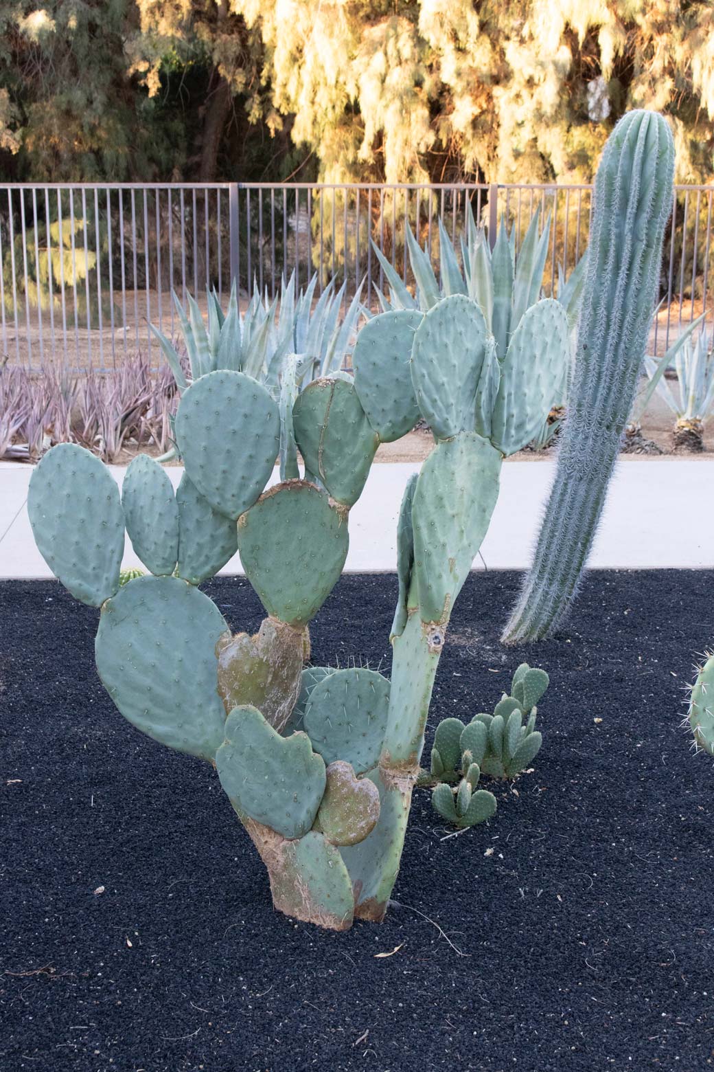 A Prickly Pear cactus in the specimen bed.