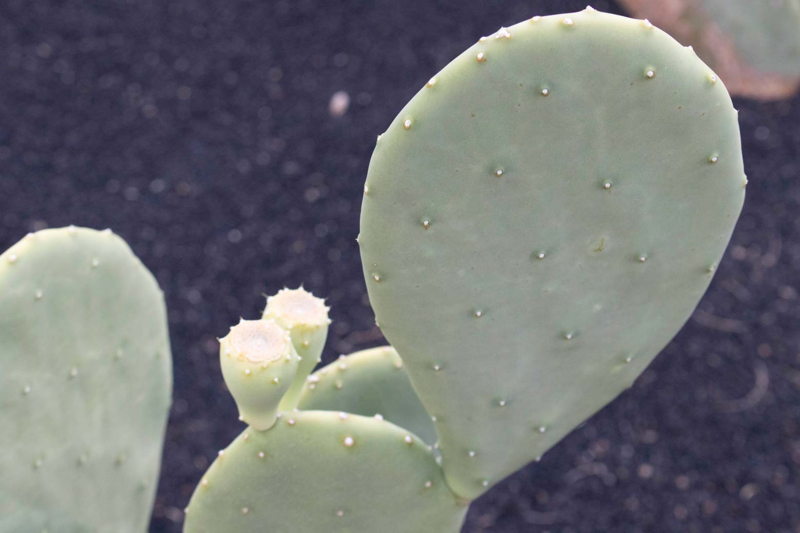 thumbnail image 2 of Spineless Prickly Pear Cactus Pads – Hardy Nopales, 2 Or More Cuttings, Free Shipping 2 of 5