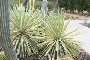 Two Caribbean Agave plants in the specimen bed at Sunnylands Center and Gardens.