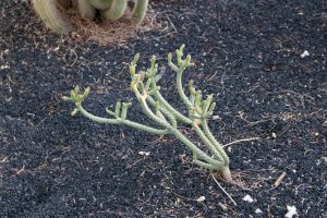 A Walking Stick cactus in the specimen bed.