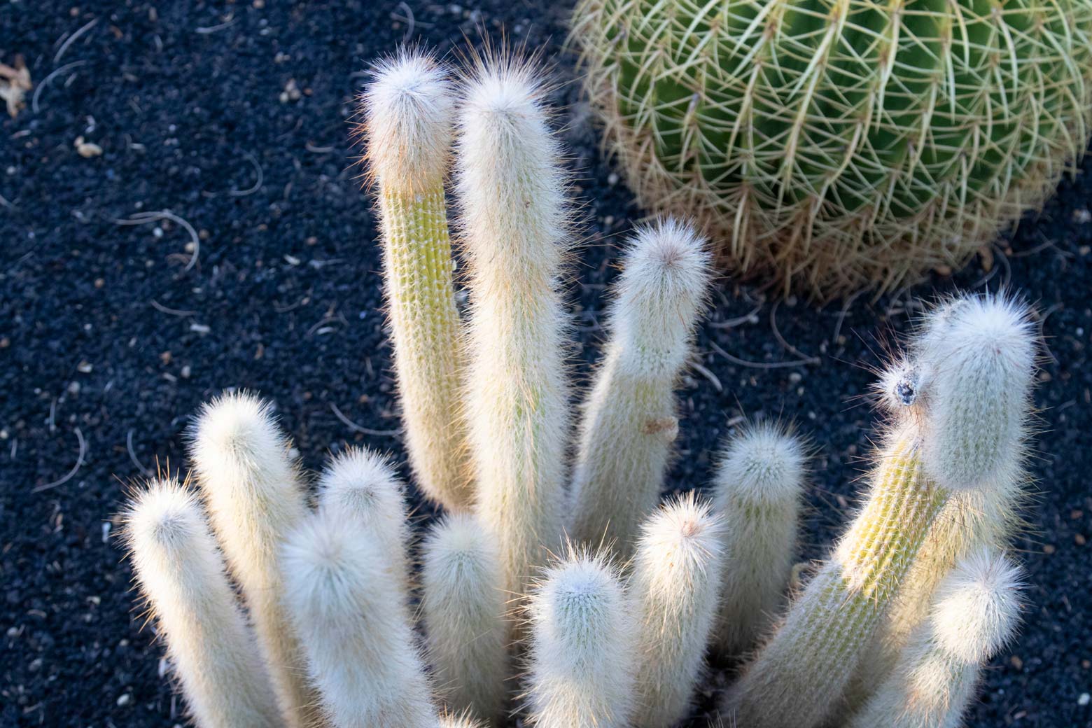 A Silver Torch cactus in the specimen bed.