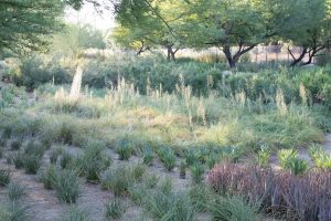 Texas Bear Grass in the retention basin at Sunnylands Center and Gardens.
