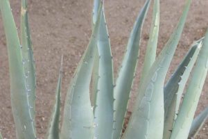 A close-up of the leaves of Desert Agave.