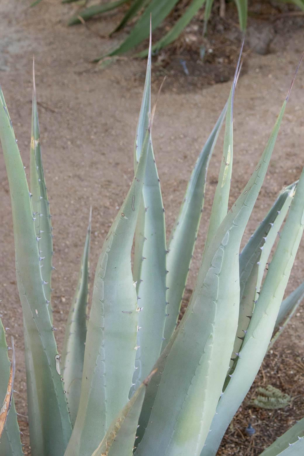 A close-up of the leaves of Desert Agave.