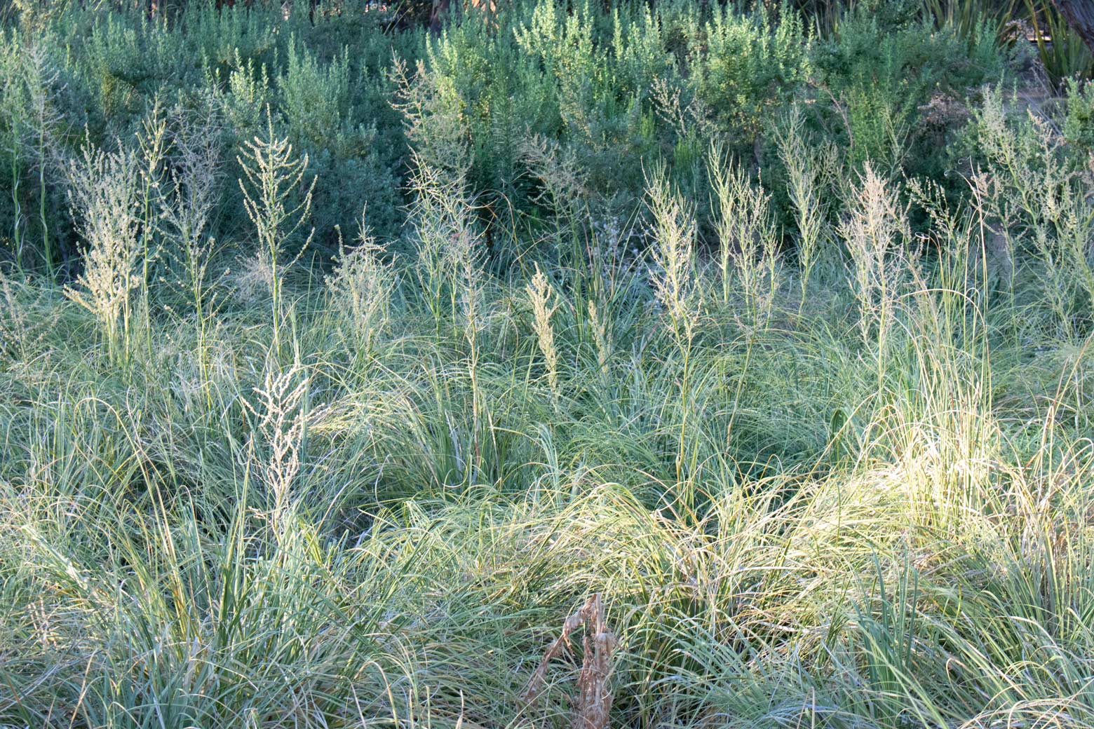 A group Texas Bear Grasses blooming.