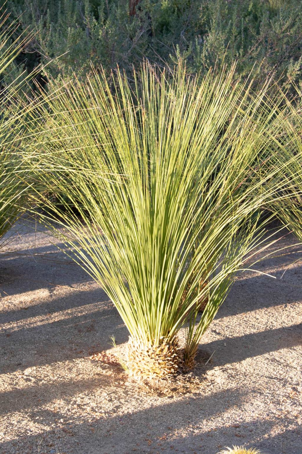 Mexican Grass Tree - Sunnylands Art Garden