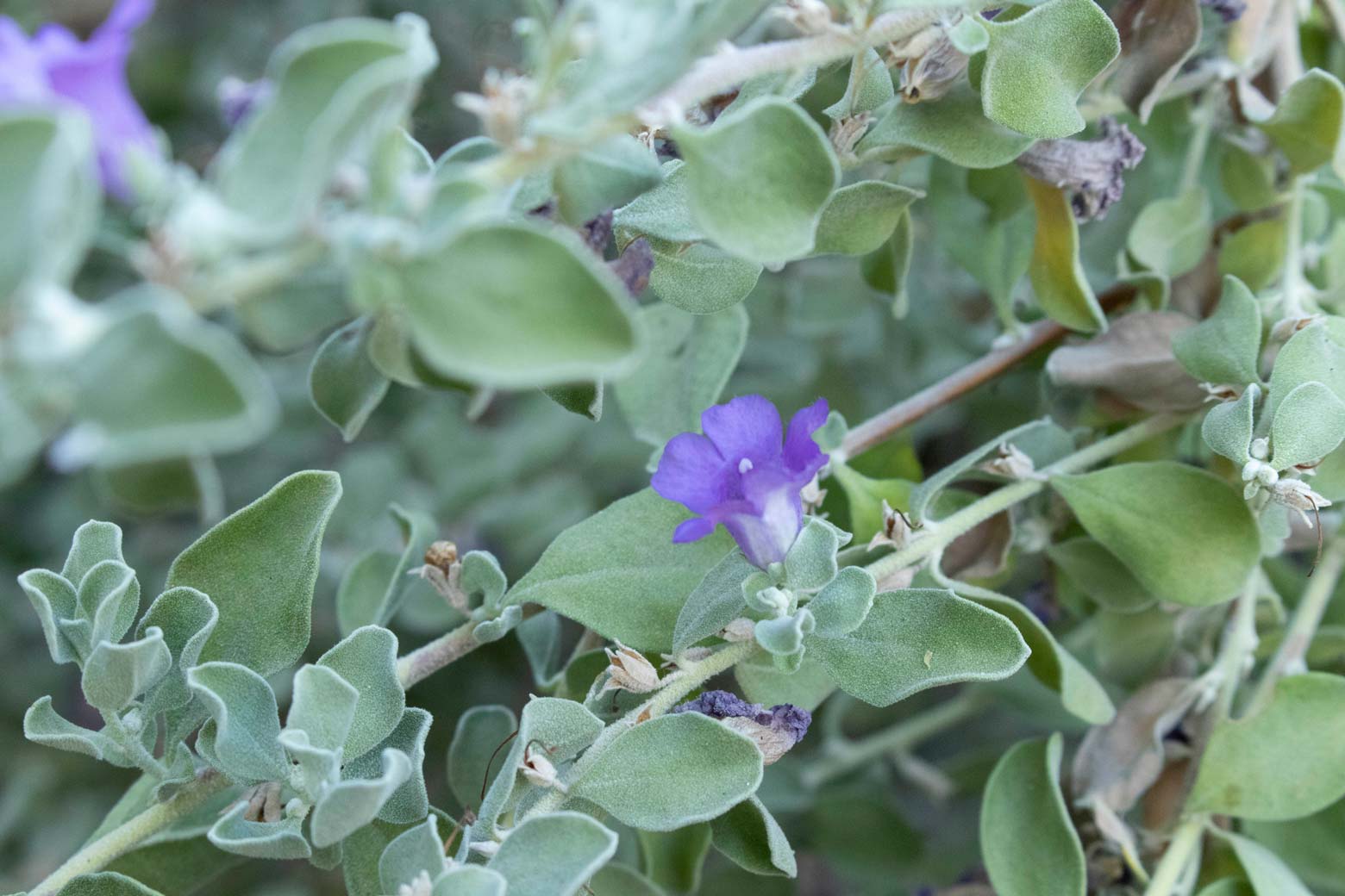 A close-up of the leaves and flowers of a Leucophyllum plant.