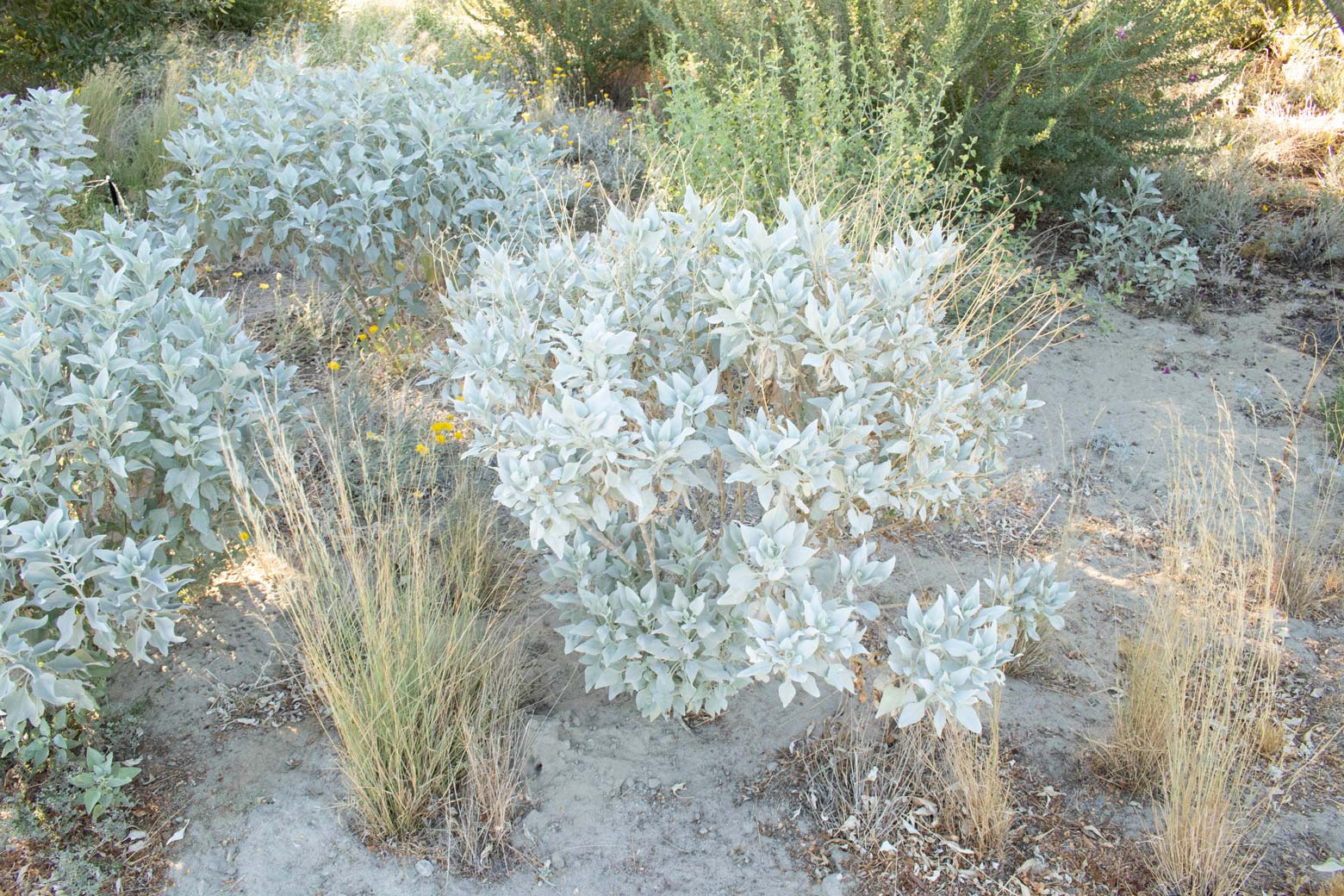 A Brittlebush without blooms among grasses.