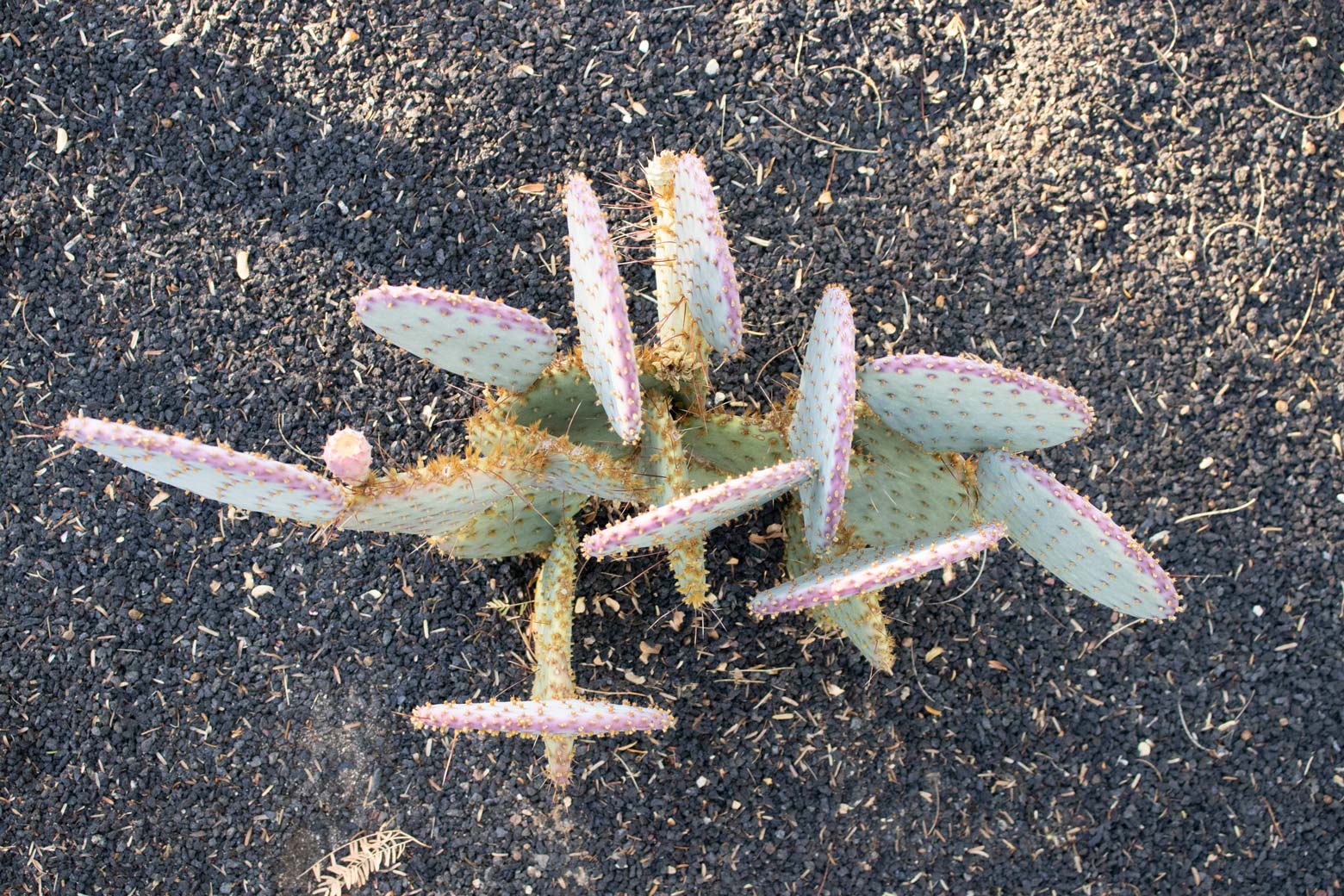 A Santa Rita cactus in the specimen bed.