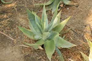 A single Ghose Aloe plant.