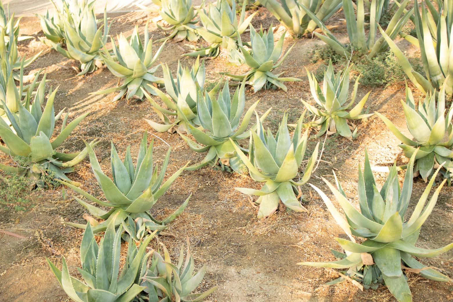 A grouping of Ghost Aloe.