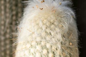 A close-up of the top of an Old Lady Cactus.