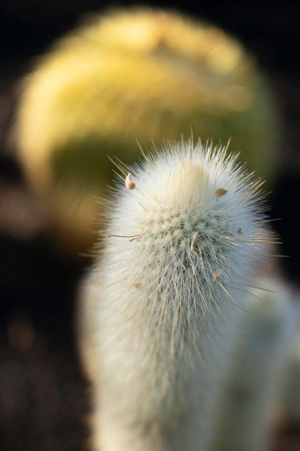 A close-up of the top of a Silver Torch cactus without blooms.